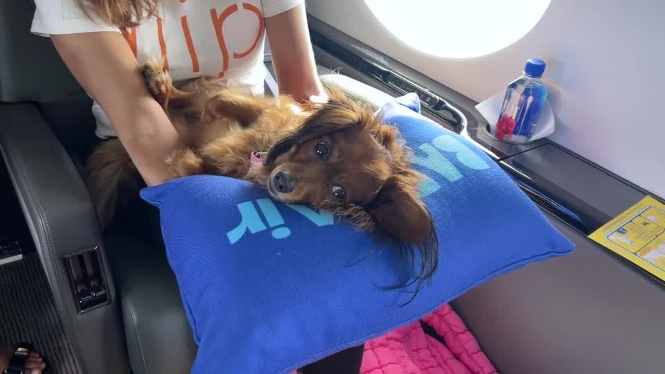 BARK Air luxury dog airline's first flight