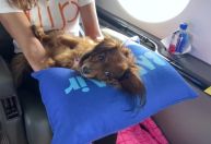 Vídeo: Companhia aérea faz voos de luxo para cachorros e tem até spa canino