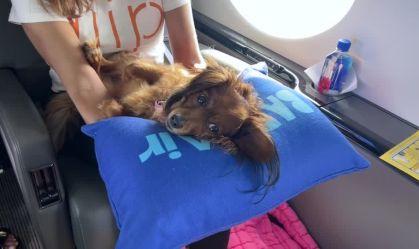 Vídeo: Companhia aérea faz voos de luxo para cachorros e tem até spa canino