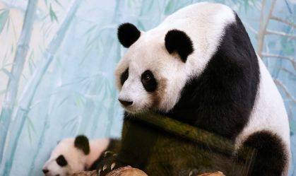 China enviará dois pandas gigantes para os EUA ainda este ano