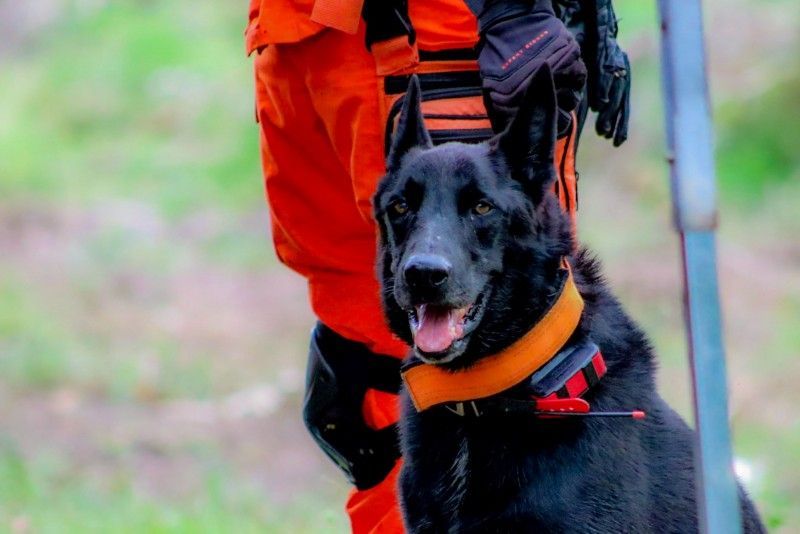 Cão de resgate