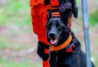 Projeto prevê proteção maior a animais usados em operações de resgate; texto tramita na Câmara