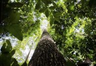 Projeto usa educação para preservar a Amazônia
