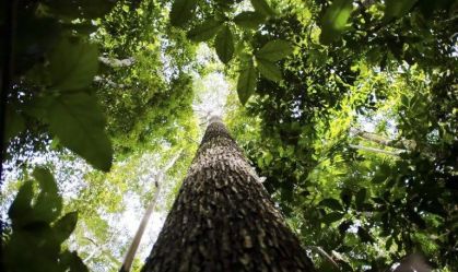 Projeto usa educação para preservar a Amazônia