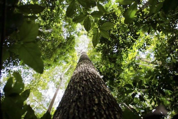 Árvore na Amazônia • Reprodução: Marcelo Camargo/Agência Brasil