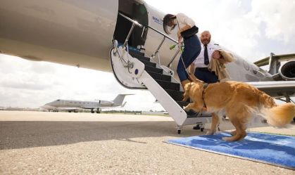 STF derruba lei do RJ que garantia transporte aéreo de animais gratuito