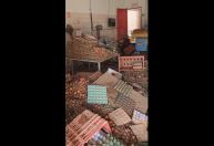 Granjeiros do RS estimam morte de quase 1,5 milhão de aves em enchentes