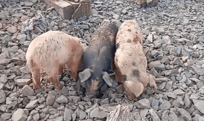 Porcos ficam abandonados em linha férrea em Canoas