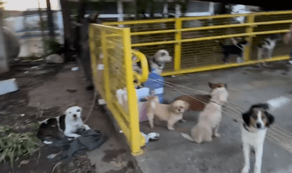 Cães amarrados