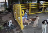 Chuvas no RS: cães são amarrados em passarela em São Leopoldo; veja imagens