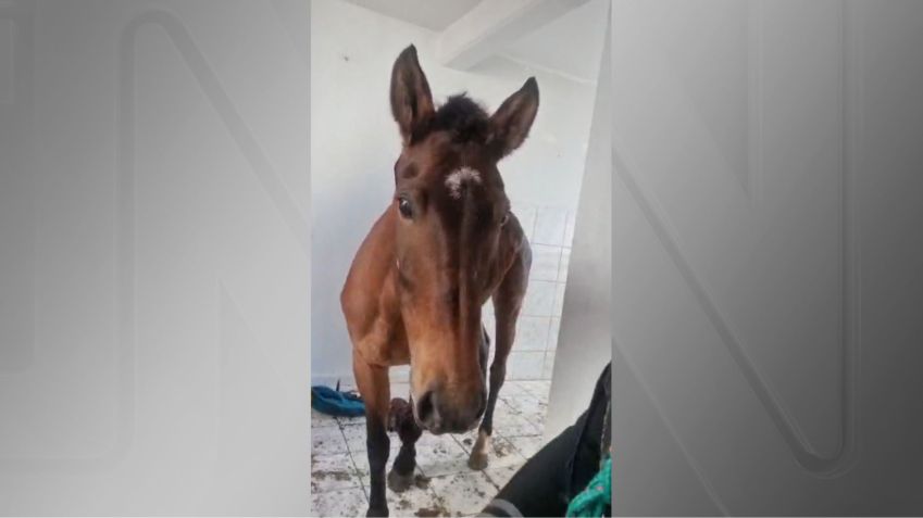 Cavalo aparece em apartamento em São Leopoldo (RS) / Reprodução