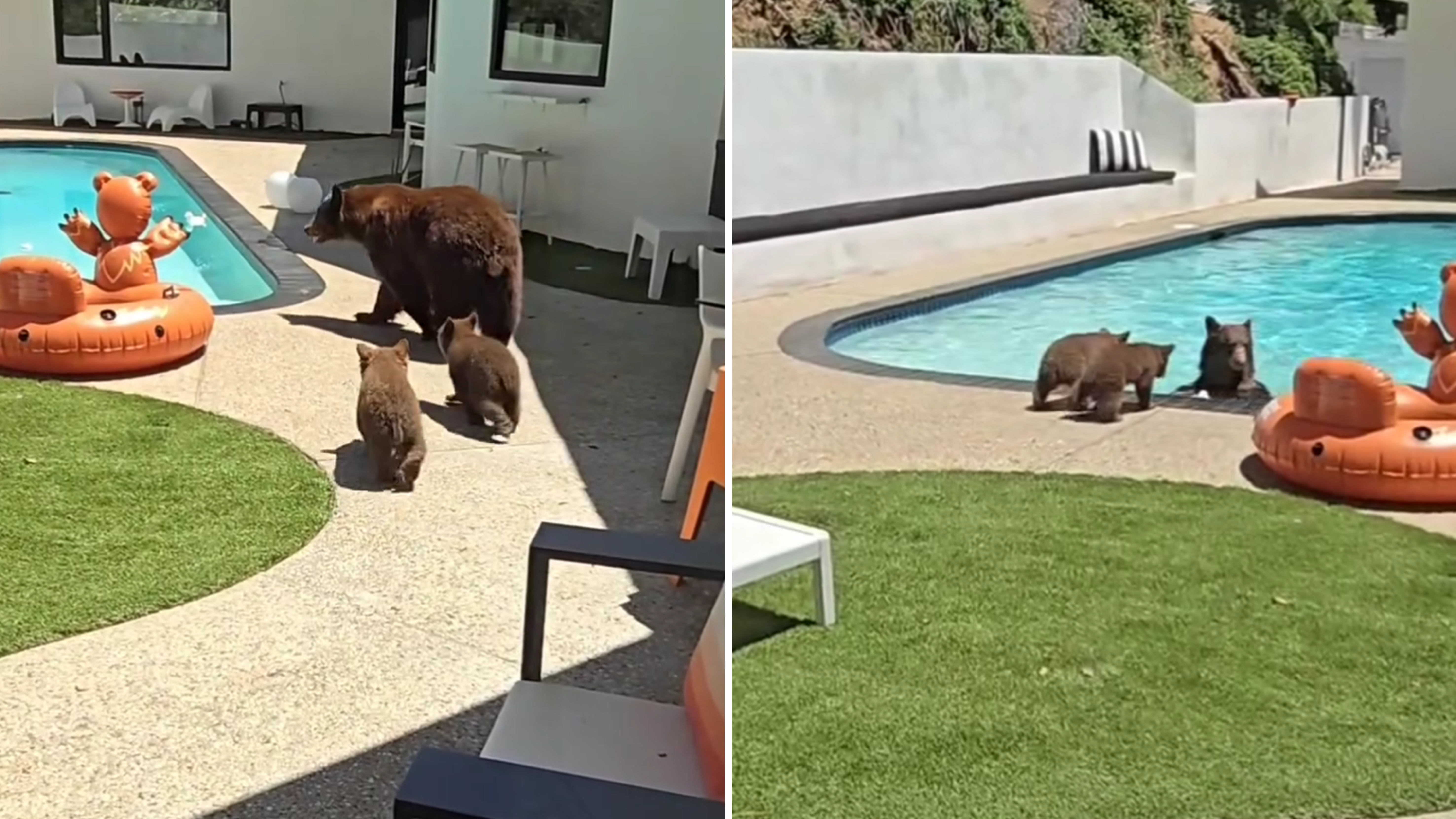 Urso piscina EUA