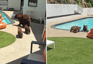 EUA: ursa pula na piscina e mostra aos filhotes como nadar; veja vídeo