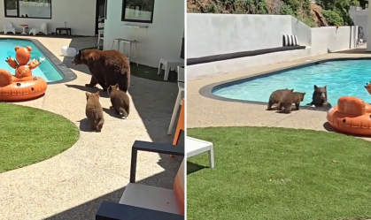 EUA: ursa pula na piscina e mostra aos filhotes como nadar; veja vídeo