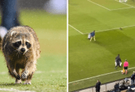 Vídeo: Guaxinim invade campo e interrompe partida de futebol nos EUA