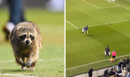 Vídeo: Guaxinim invade campo e interrompe partida de futebol nos EUA