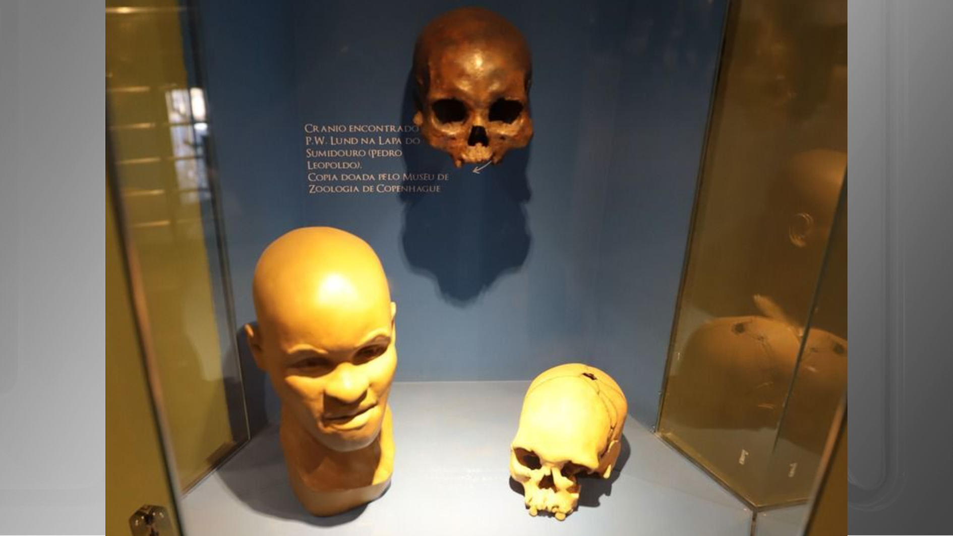 Crânio de Luzia, um dos esqueletos mais antigos das Américas, encontrado em Minas Gerais em 1974