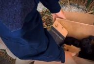 Vídeo: filhotes de cachorro são abandonados em caixa na beira da estrada