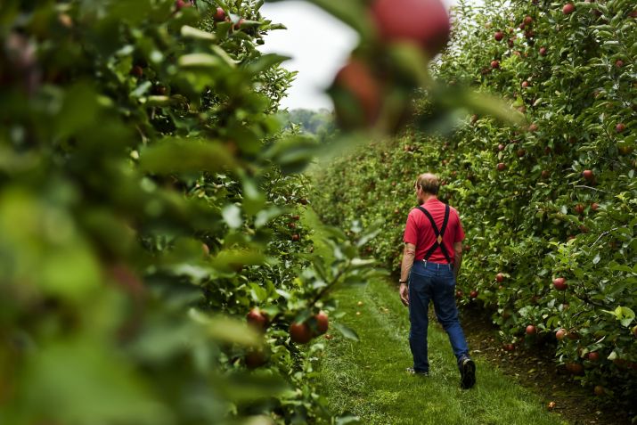 Maçãs Honeycrisp recém-colhidas são retratadas na Shanesville Fruit Farm em Boyertown / Natalie Kolb/MediaNews Group/Reading Eagle via Getty Images