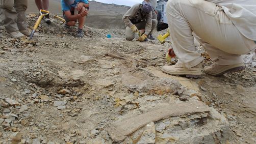 Koleken inakayali, nova espécie de dinossauro carnívoro descoberta na Argentina em maio de 2024