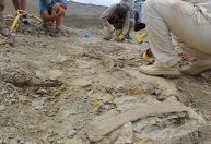 Nova espécie de dinossauro carnívoro é encontrada na Argentina