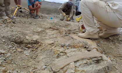Nova espécie de dinossauro carnívoro é encontrada na Argentina
