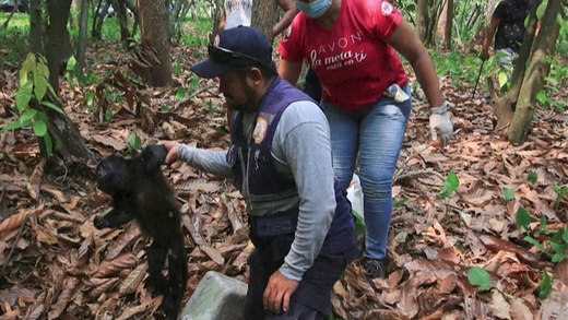 Macacos bugios do México morrem em forte onda de calor