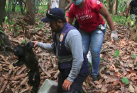 Onda de calor extremo mata macacos ameaçados de extinção no México