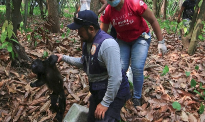 Onda de calor extremo mata macacos ameaçados de extinção no México