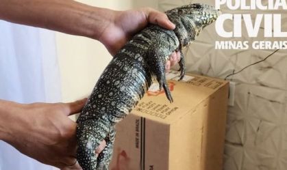 Três suspeitos de 19 anos foram presos, os animais silvestres foram encontrados em três endereços no Sul de Minas
