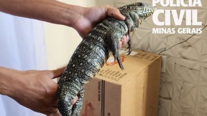Três suspeitos de 19 anos foram presos, os animais silvestres foram encontrados em três endereços no Sul de Minas
