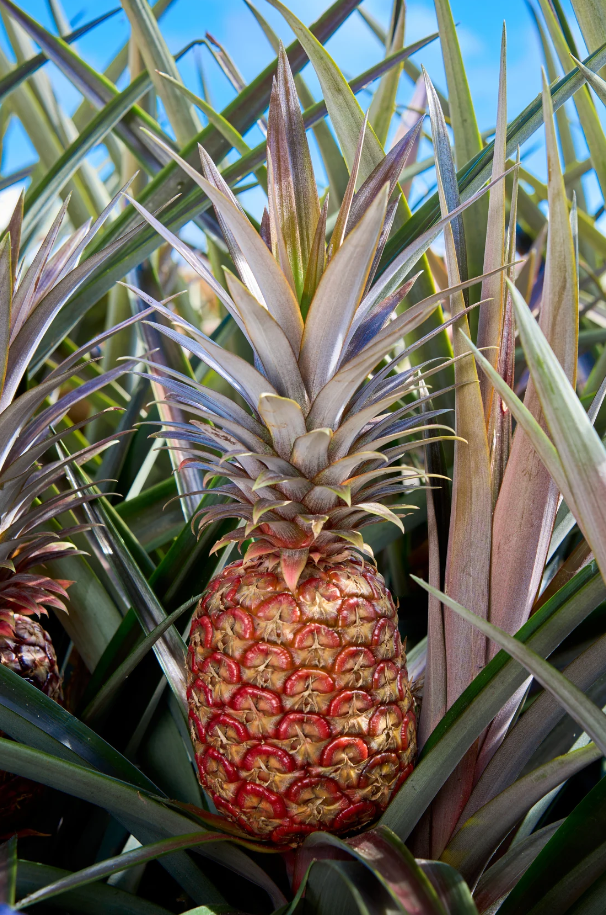 O Rubyglow, que Del Monte em seu marketing apelidou de "The Red Legend" / Cortesia/ Fresh Del Monte