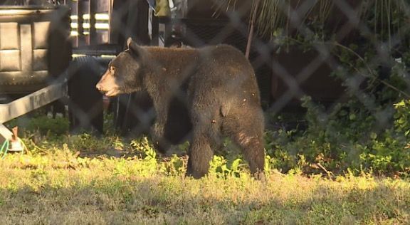 Urso preto é flagrado pelas ruas de cidade da Flórida, nos EUA