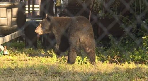 Urso preto é flagrado pelas ruas de cidade da Flórida, nos EUA