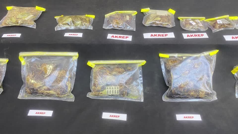 Turquia prende contrabandista de aranhas que seria curador de museu dos EUA