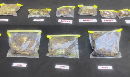 Turquia prende contrabandista de aranhas que seria curador de museu dos EUA
