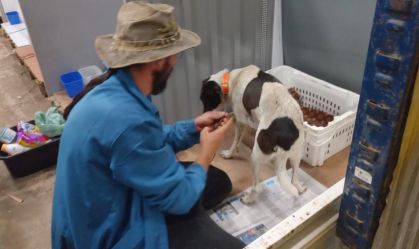 Cachorro em vacinado em abrigo de animais no RS