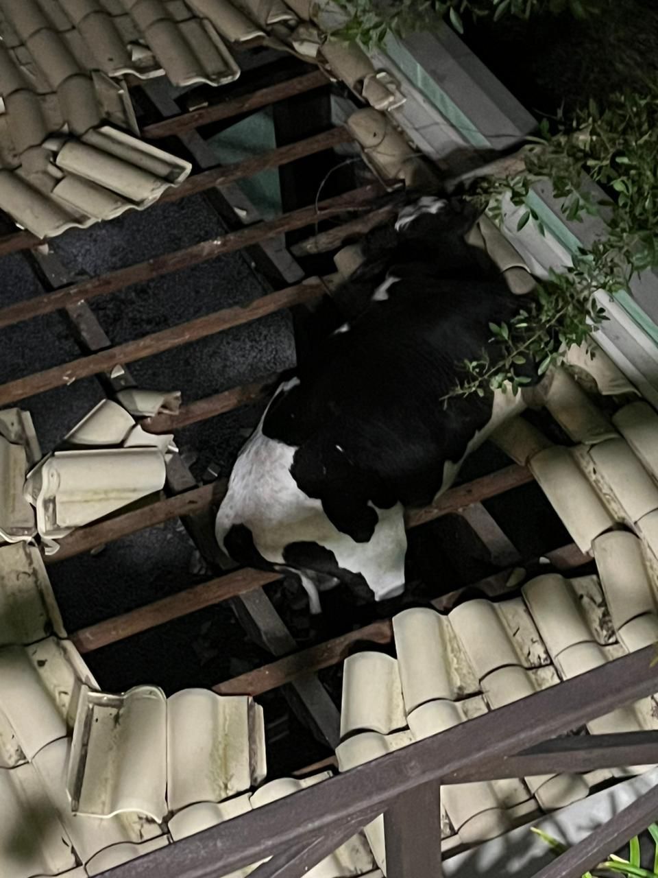 Boi fica preso em telhado de casa em SC / Divulgação/ CBMSC