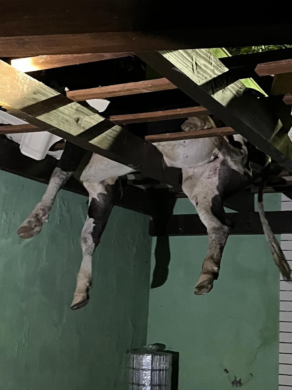 Boi fica preso em telhado de casa em SC / Divulgação/ CBMSC