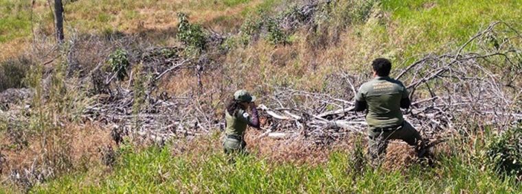 Durante as ações, foram constatados 3,5 mil hectares de vegetação suprimidos de forma ilegal