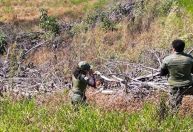 Operação de combate ao desmatamento em Minas Gerais resulta em R$ 30 milhões em multas