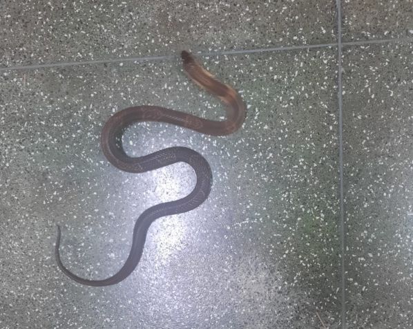 Naja da mesma espécie e com características semelhantes à cobra que desapareceu do Instituto Butantan, em São Paulo / Reprodução/Instituto Butantan