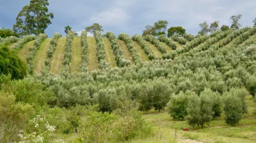 Produção de azeite brasileiro deve ser no mínimo 55% maior em 2026 | CNN  Brasil