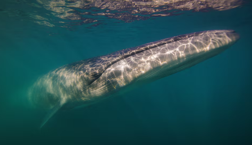 baleia-sei costa da Argentina