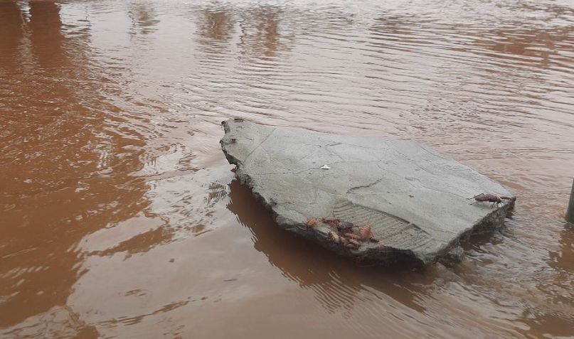 Imagem de baratas "escapando" dos alagamentos da cheia do Guaíba em Porto Alegre viralizaram nas redes sociais / Reprodução/Redes Sociais