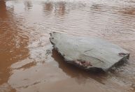 Em Porto Alegre, baratas invadem ruas do centro após cheia histórica do Guaíba