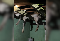 Boi fica preso em telhado de casa em SC; veja imagens