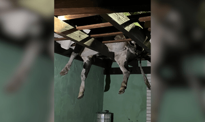 Boi fica preso em telhado de casa em SC; veja imagens