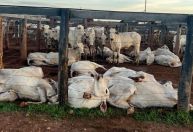 Mais de 80 bois morrem eletrocutados após cabo de energia se soltar em Tocantins