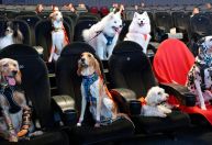Cachorros no cinema? Rede passa a ter sessão pet friendly; saiba com funciona
